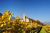 Church St. Vigil in vineyards in autumn colours, lake Kalterer See, South Tyrol, Italy, Europe