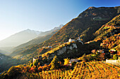 Schloss Tirol mit herbstlich verfärbten Weinbergen und Texelgruppe im Hintergrund, Schloss Tirol, Meran, Südtirol, Italien, Europa
