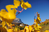 Vineyards in autumn colours with church and rockface in background, Eppan, South Tyrol, Italy, Europe