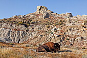 Bison, Theodore Roosevelt National Park, Medora, North Dakota, USA