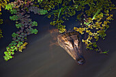 Black cayman, Melanosuchus niger, lurks in Lago Vitoria Regia lake near side arm of Amazon river, near Manaus, Amazonas, Brazil, South America