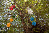 Christmas decorations made from recycled plastic bottles hang from tree, Olinda, near Recife, Pernambuco, Brazil, South America