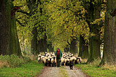 Schäfer mit Schafherde in einer Eichenallee, Hofgeismar, Hessen, Deutschland, Europa