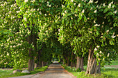 Chestnut alley with blooming trees, Ruegen island, Baltic Sea, Mecklenburg-Western Pomerania, Germany, Europe