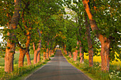 Maple alley amidst fields, Ruegen island, Baltic Sea, Mecklenburg-Western Pomerania, Germany, Europe