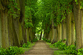 Deserted maple alley, Ruegen island, Baltic Sea, Mecklenburg-Western Pomerania, Germany, Europe