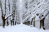 Snowy lime tree alley at Rombergpark, Dortmund, North Rhine-Westphalia, Germany, Europe