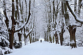 Verschneite Lindenallee im Rombergpark, Dortmund, Nordrhein-Westfalen, Deutschland, Europa
