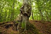 Stamm einer Buche im Nationalpark Jasmund, Rügen, Ostsee, Mecklenburg-Vorpommern, Deutschland, Europa