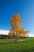 Birke im Herbst, Wernigerode, Harz, Sachsen-Anhalt, Deutschland, Europa