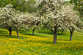 Blooming apple trees in a meadow, Hohenlohe region, Baden Wuerttemberg, Germany, Europe