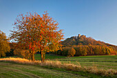 Autumnal trees and Nuerburg castle, near Adenau, Eifel, Rhineland-Palatinate, Germany, Europe