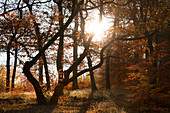 Sonnenstrahl im Eichenwald, Bodetal, bei Thale, Harz, Sachsen-Anhalt, Deutschland, Europa
