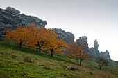 Herbstliche Bäume vor der Teufelsmauer, bei Thale, Harz, Sachsen-Anhalt, Deutschland, Europa