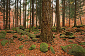 Steinerne Renne, Findlingsblöcke im Tal der Holtemme, Harz, Sachsen-Anhalt, Deutschland, Europa
