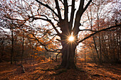 Herbstlicher Wald mit alter Buche im Naturschutzgebiet Urwald Sababurg, Reinhardswald, Hessen, Deutschland, Europa