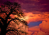 Silhouette of Baobab tree at dusk, Mangochi, Malawi