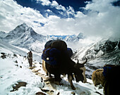 Yaks and porter in Himalayas, Dingboche to lobuche trail, Sagarmatha National Park, Solu Khumbu, Nepal