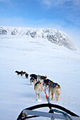 Dogs pulling sled towards Hallingskarvet Mountain, Ustaoset, Norway