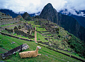 Lama at Machu Picchu's ancient ruins with Huayna Picchu in the background, Machu Picchu, Peru.