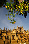 Orange trees by Cathedral Gilrada, Seville, Andalucia, Spain