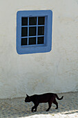 Cat and blue window, Ibiza, Spain