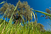 Grassy meadow and olive tree, low angle view, Binibona, Majorca, Spain