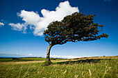 Wind-swept solitary tree on open grassy moorland, North Devon, Exmoor, England
