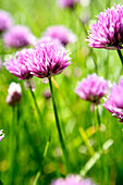 Chive flowers, close-up