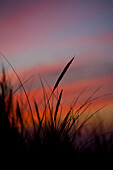 Grass Silhouetted against Sunset, West Wittering, Sussex, England, UK