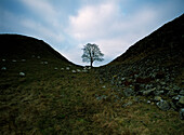 Solitary tree in Sycamore Gap on Hadrian's Wall, Northumberland, England, UK