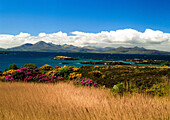 Gorse and Rhododendron bushes along coast, Kyle of Lochalsh, Highlands, Scotland