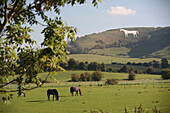 Horses on pasture and Westbury White Horse in background, Westbury, Wiltshire, England, UK
