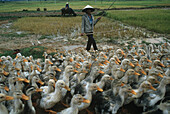 Farmer herding ducks, Vietnam