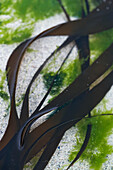 Close-up of seaweed in water, Outer Hebrides, Scotland, UK