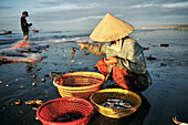 Vietnamese woman with hat sorting fish at the beach, fishing village, Mui Ne, Binh Thuan, Vietnam