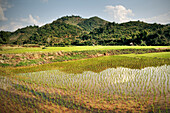 Reisfelder, Reisanbau, Pak Mong, Laos
