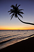 Schräge Palme am Strand bei Sonnenuntergang, Südchinesisches Meer, Mui Ne, Binh Thuan, Vietnam