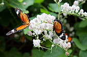 Schmetterlinge im tropischen Schmetterlingspark auf der Insel Penang, Bundesstaat Penang, Malaysia, Südostasien
