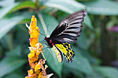 Schmetterling im tropischen Schmetterlingspark auf der Insel Penang, Bundesstaat Penang, Malaysia, Südostasien