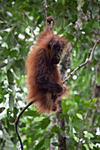 Junger Orang Utan im Gunung Leuser National Park bei Bukit Lawang in der indonesischen Provinz Nordsumatra, Insel Sumatra, Indonesien, Südostasien