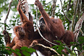 Orang Utans at the Gunung Leuser National Park near Bukit Lawang, Island of Sumatra, Indonesia, Southeast Asia