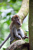 Junger Affe im Gunung Leuser National Park bei Bukit Lawang in der indonesischen Provinz Nordsumatra, Insel Sumatra, Indonesien, Südostasien