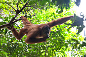 Orang Utan im Gunung Leuser National Park bei Bukit Lawang in der indonesischen Provinz Nordsumatra, Insel Sumatra, Indonesien, Südostasien