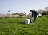 Brieftaubenzüchter läßt im Frühling seine Tauben fliegen, Schaumberg, Saarland, Deutschland, Europa