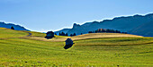 Blick über Felder auf Kofel, Unterammergau, Ammergauer Alpen, Oberbayern, Bayern, Deutschland