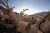 Toter Baum im Joshua Tree National Park, Joshua Tree National Park, Kalifornien, USA