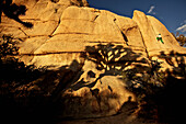 Young man climbing on a rock in the Joshua Tree National Park, Joshua Tree National Park, California, USA