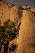 Climber standing on a rock in the Joshua Tree National Park, Joshua Tree National Park, California, USA