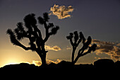 Silhouetten von zwei Josuabäumen, Joshua Tree National Park, Kalifornien, USA